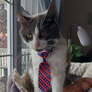 😮 3/$10 Patriotic Pet Tie